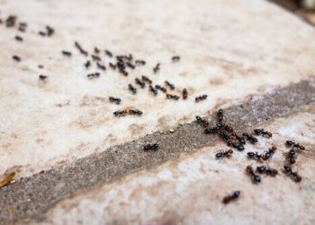 Karınca İlaçlama